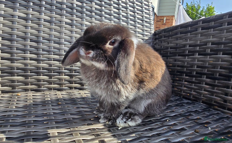 Mini Lop rabbits - Advert 6