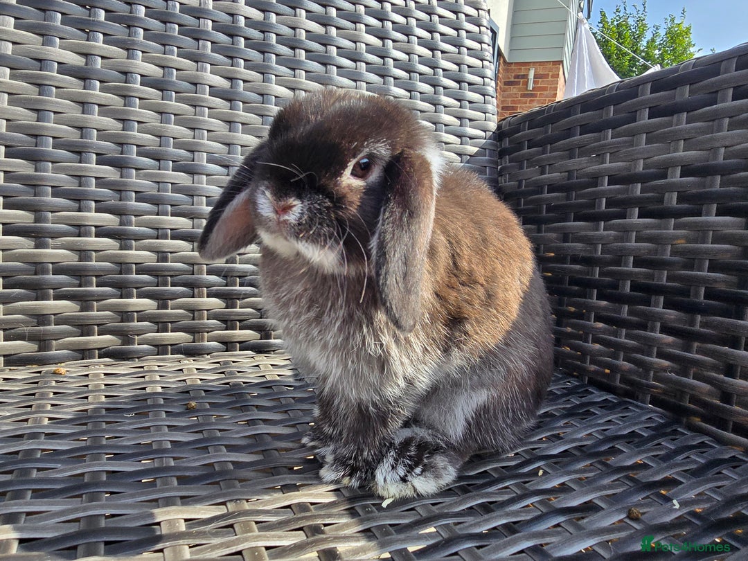 Mini Lop rabbits for sale: Cute Mini Lop Bunnies - Image 1