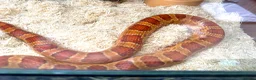 Corn Snake reptiles for sale: Hypomelanism corn snake  - Advert 6