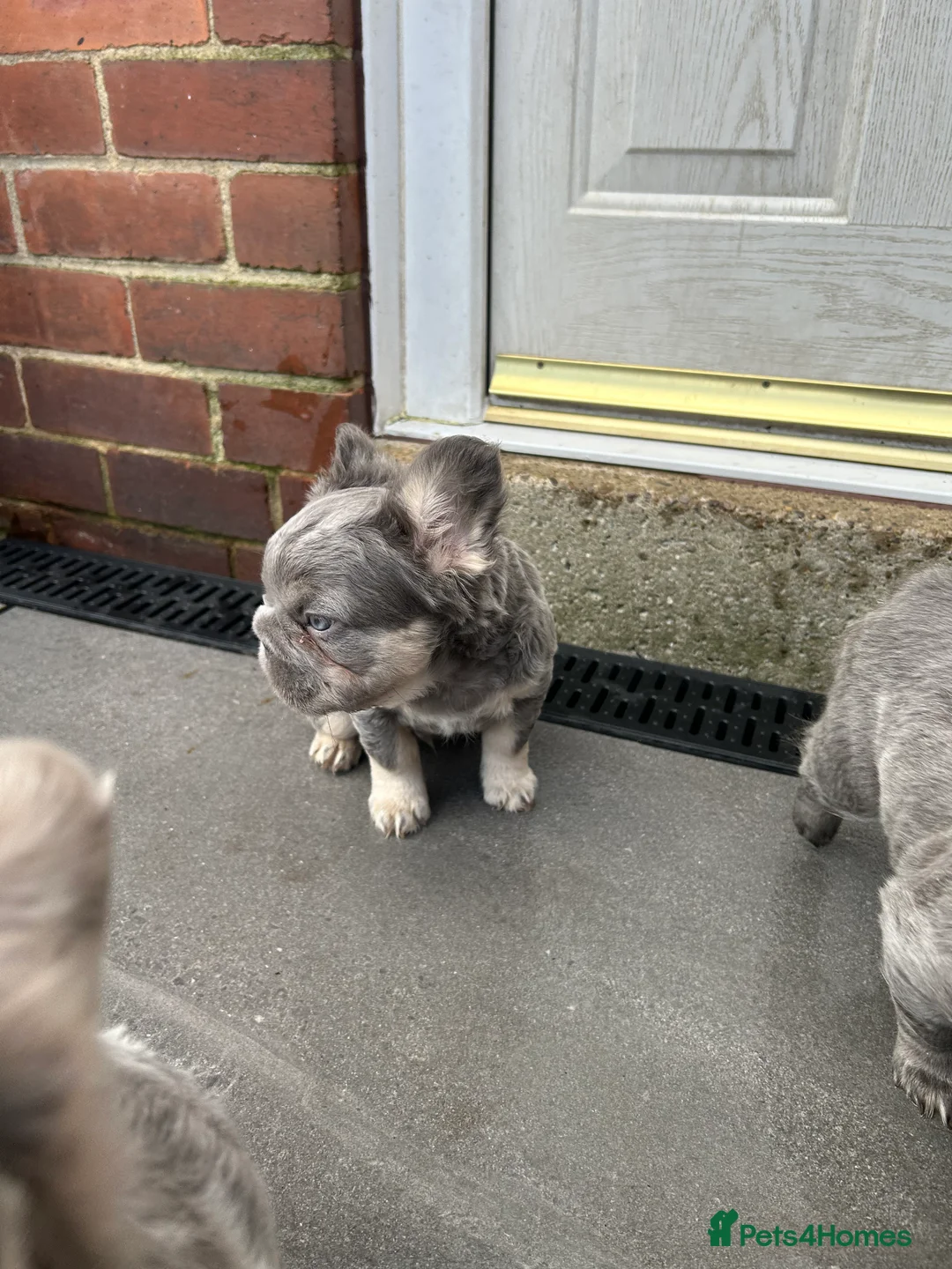 French Bulldog dogs for sale: Fluffy French bulldogs  ** s carrying pink - Advert 11