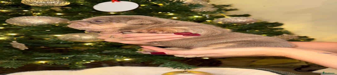 English Bulldog Puppy 4