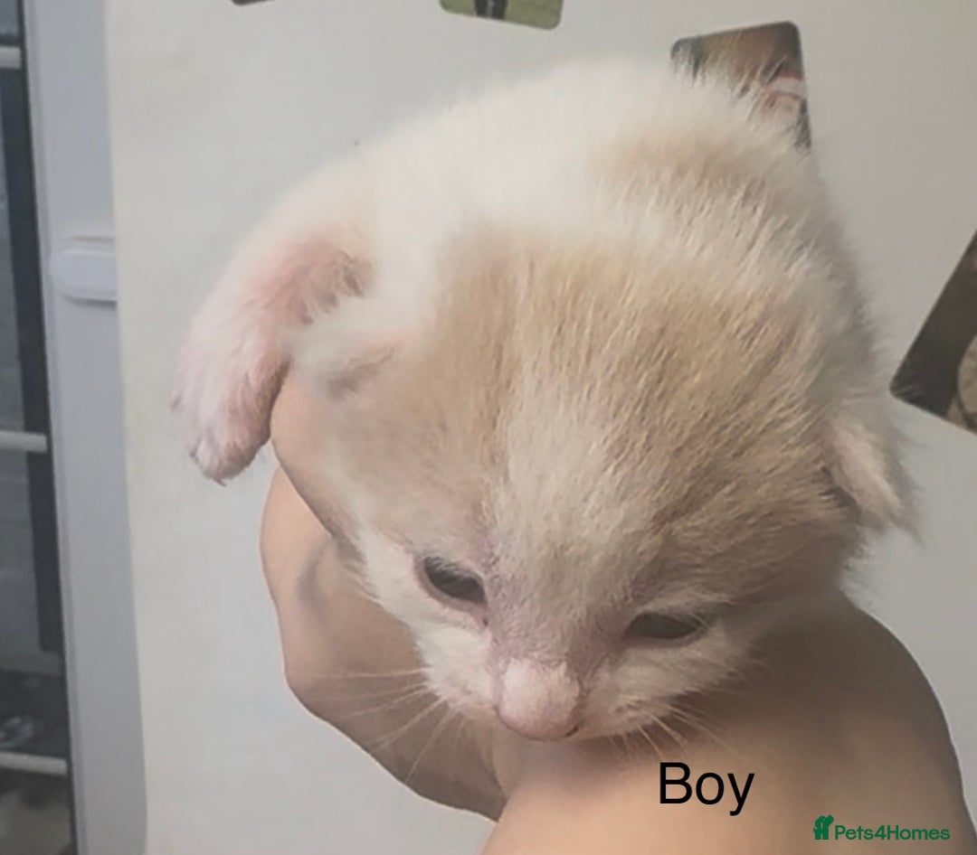 Mixed Breed cats for sale: Beautiful Kittens For Sale  - Advert 13