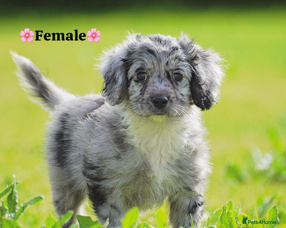 Cockapoo dogs Last 2 girls READY NOW!! - Advert 16