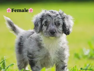 Cockapoo dogs Last 2 girls READY NOW!! - Advert 16