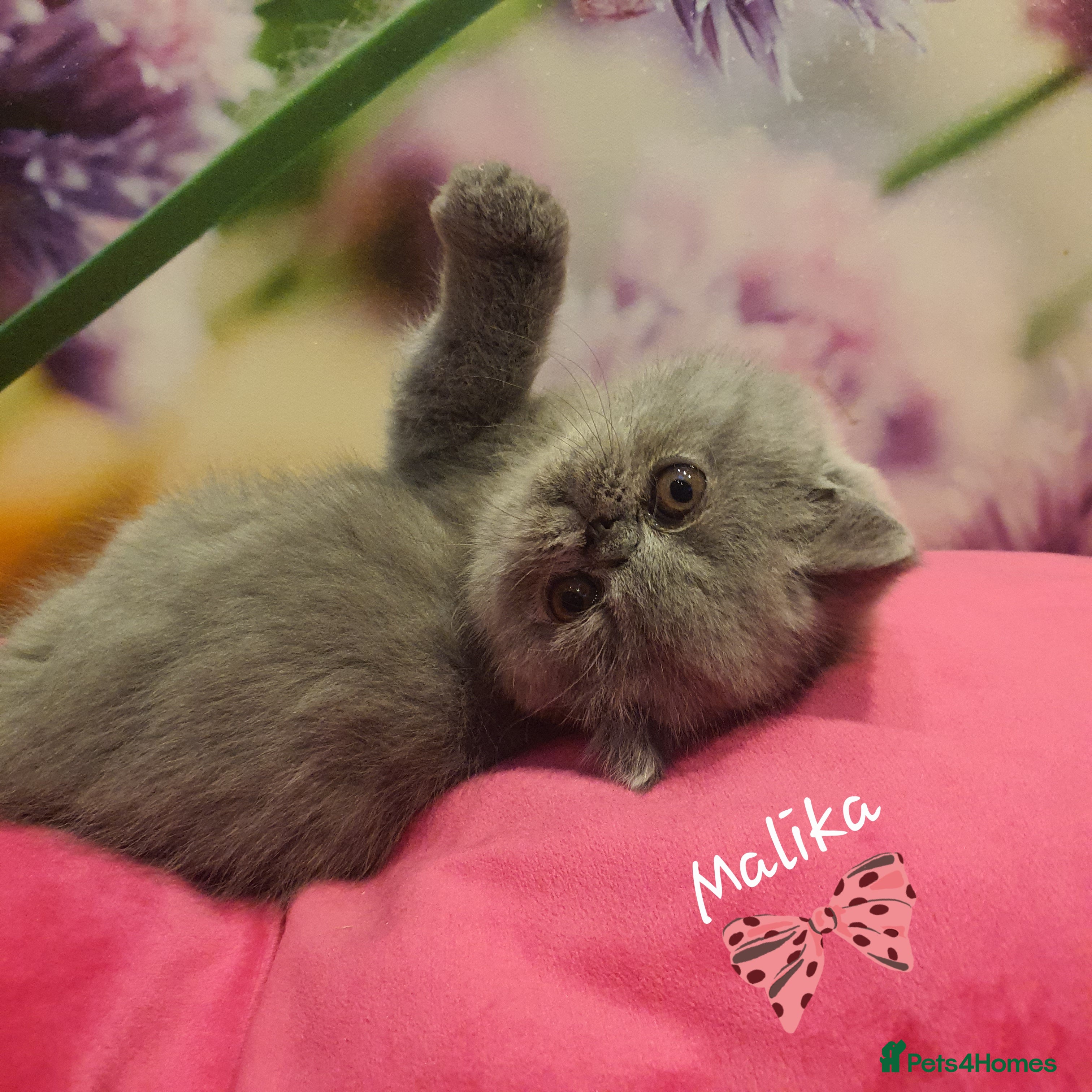 Persian cats GCCF registered blue/cream Exotic/ Persian girl  - Advert 1