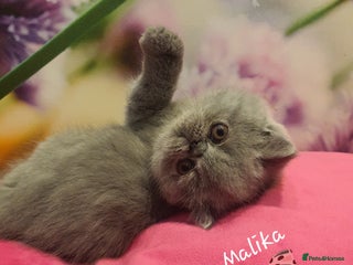 Persian cats GCCF registered blue/cream Exotic/ Persian girl - Advert 4