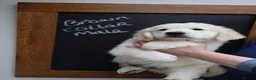 Golden Retriever dogs for sale: Amazing Golden Retriever Puppies - Advert 5
