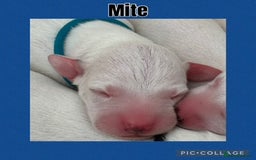 Dalmatian dogs for sale: Tamilanda Dalmatian's  - Image 12