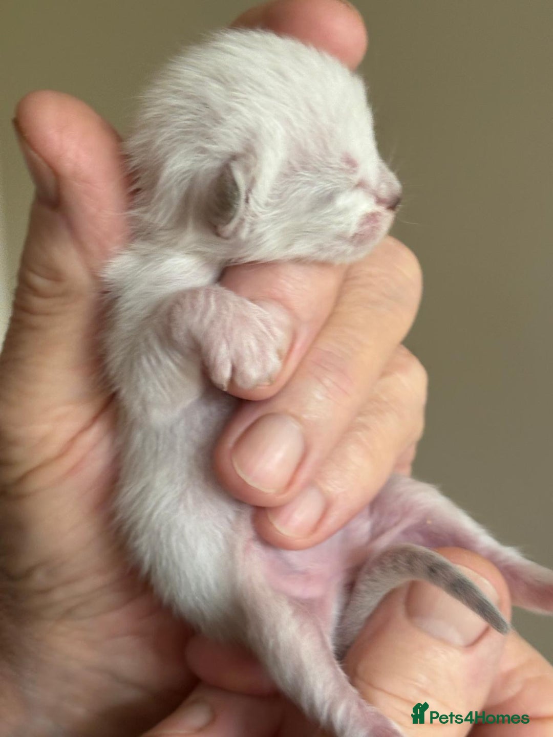 Bengal cats for sale: Bengal kittens  - Image 6