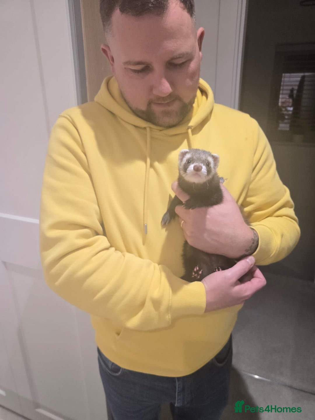 Ferret rodents for sale: Male ferret - Advert 1