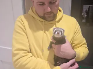 Ferret rodents Male ferret - Advert 13