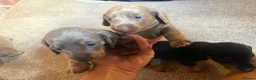 Miniature Dachshund dogs for sale: Beautiful Miniature Dachshund Puppies 🐾❤️ - Advert 7