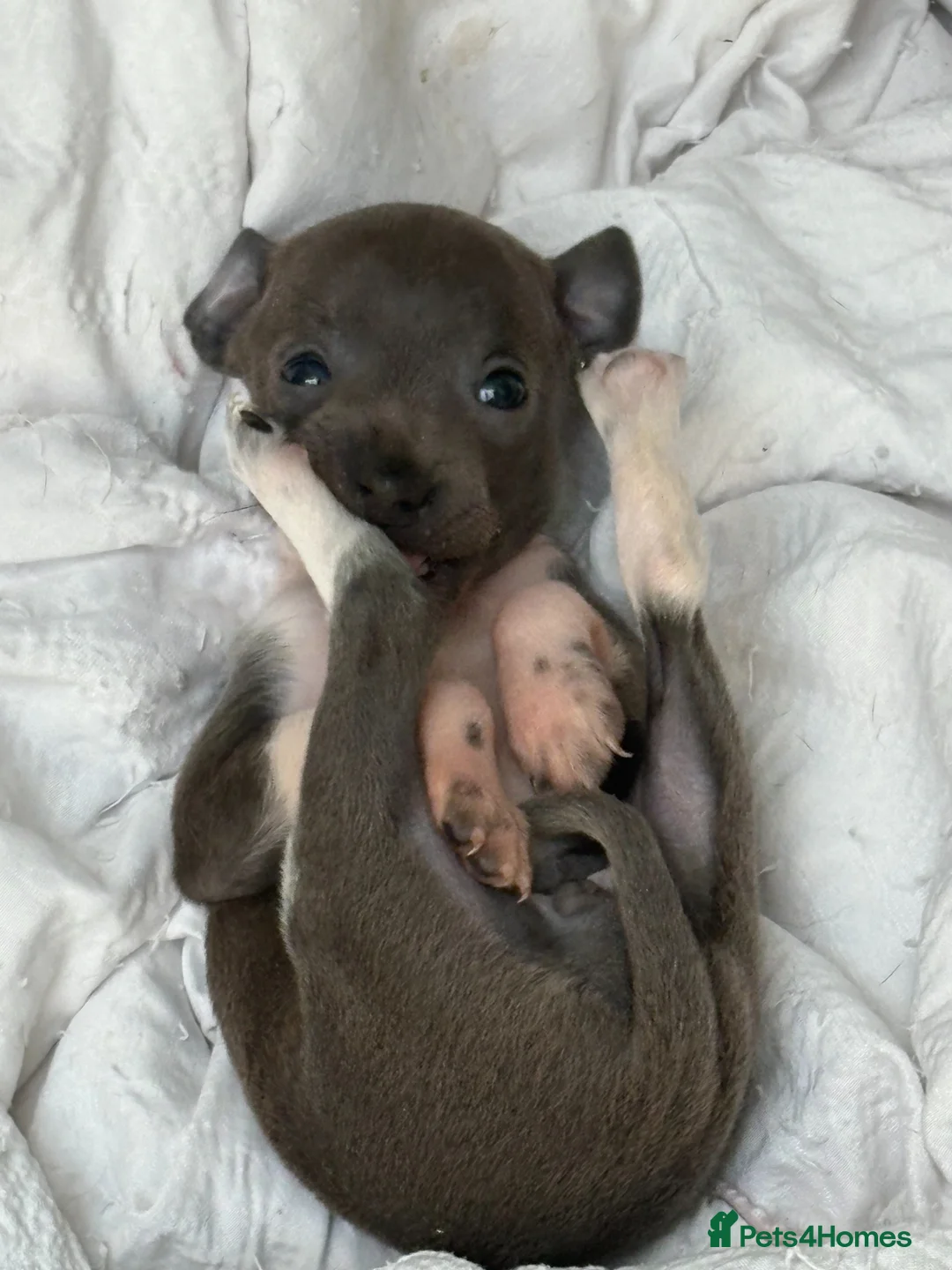 Italian Greyhound dogs for sale: 2 Female Italian Greyhounds - Advert 1