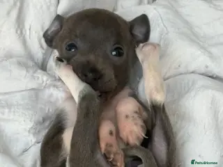 Italian Greyhound dogs 2 Female Italian Greyhounds - Advert 1