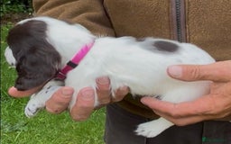Cocker Spaniel dogs for sale: KC Reg Working Cocker spaniel puppies roan - Image 10