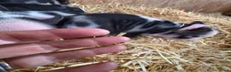 Pig livestock for sale: Miniature pet piglets - Advert 2