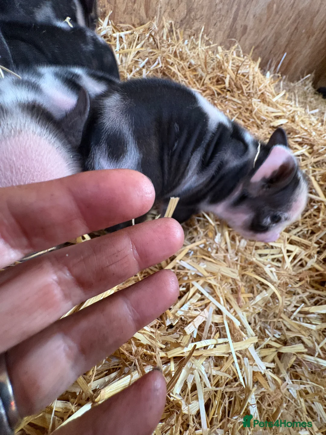 Pig livestock for sale: Miniature pet piglets - Advert 2