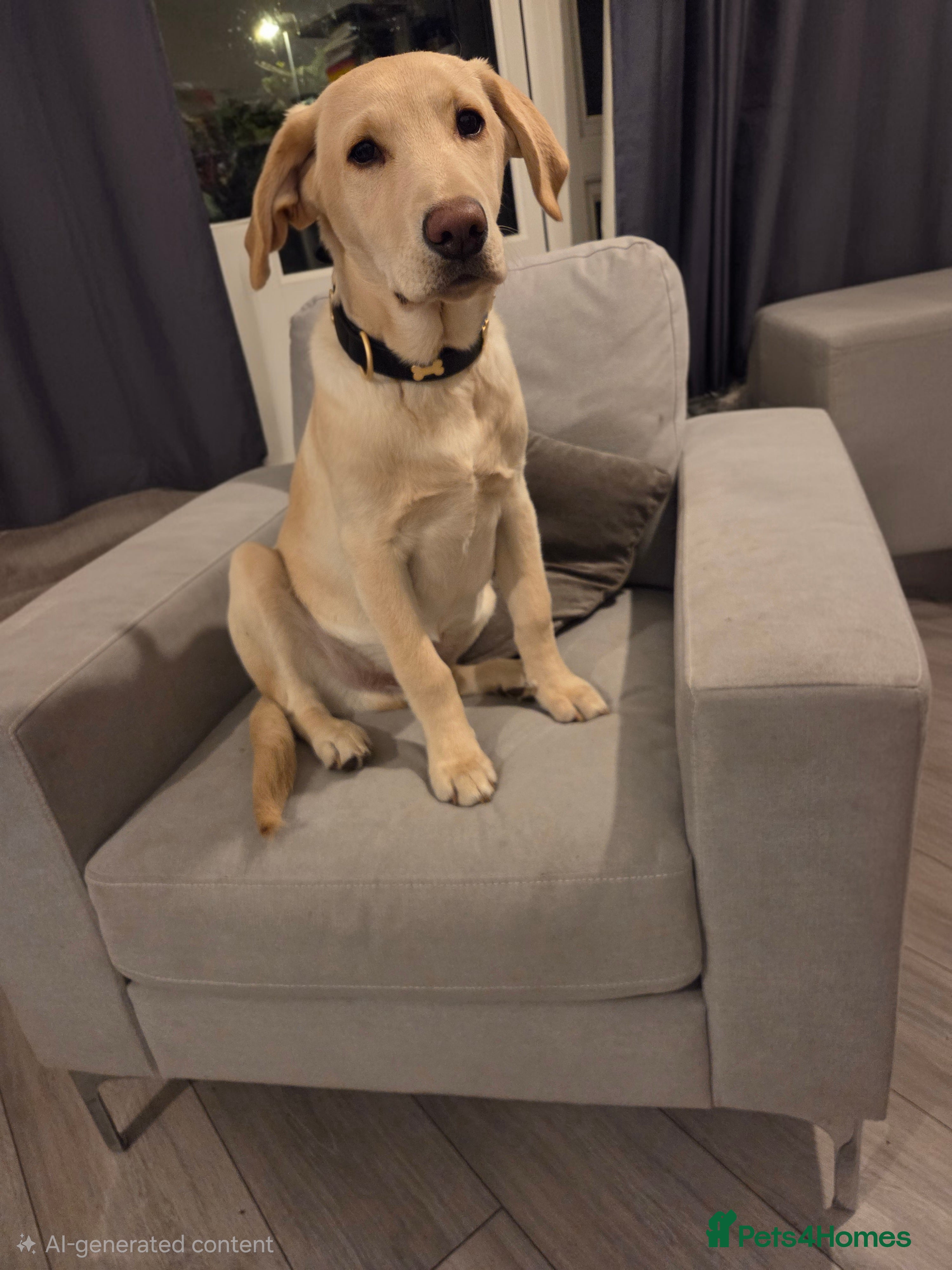 Labrador Retriever dogs 8 month lab for rehoming, due to ill health - Advert 17