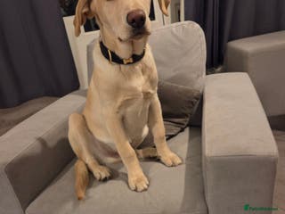 Labrador Retriever dogs 8 month lab for rehoming, due to ill health - Advert 17