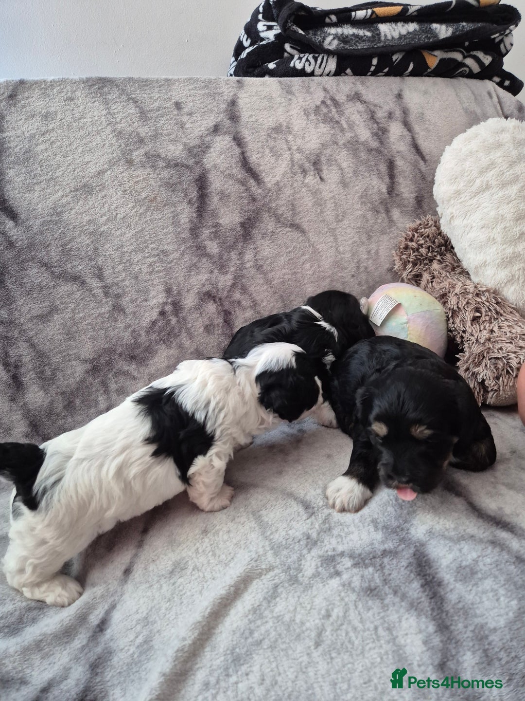 Bichon Frise dogs for sale: Bichon frise  - Image 7