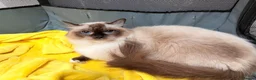 Ragdoll cats for sale: 🐾 GCCF Registered Ragdoll Boys ✨ Champion Lines - Advert 28