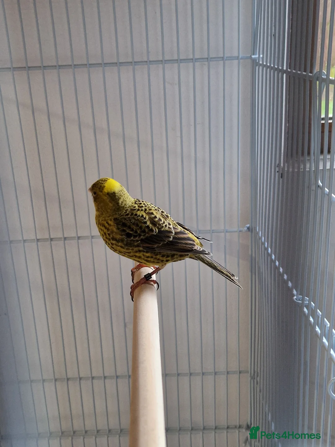 Canaries birds for sale: Fife + Opal Agage + Lizard Canaries - Advert 22