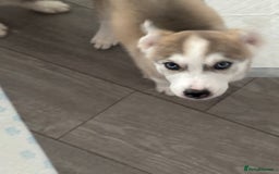 Siberian Husky dogs for sale: Siberian huskies  for sale  - Image 36