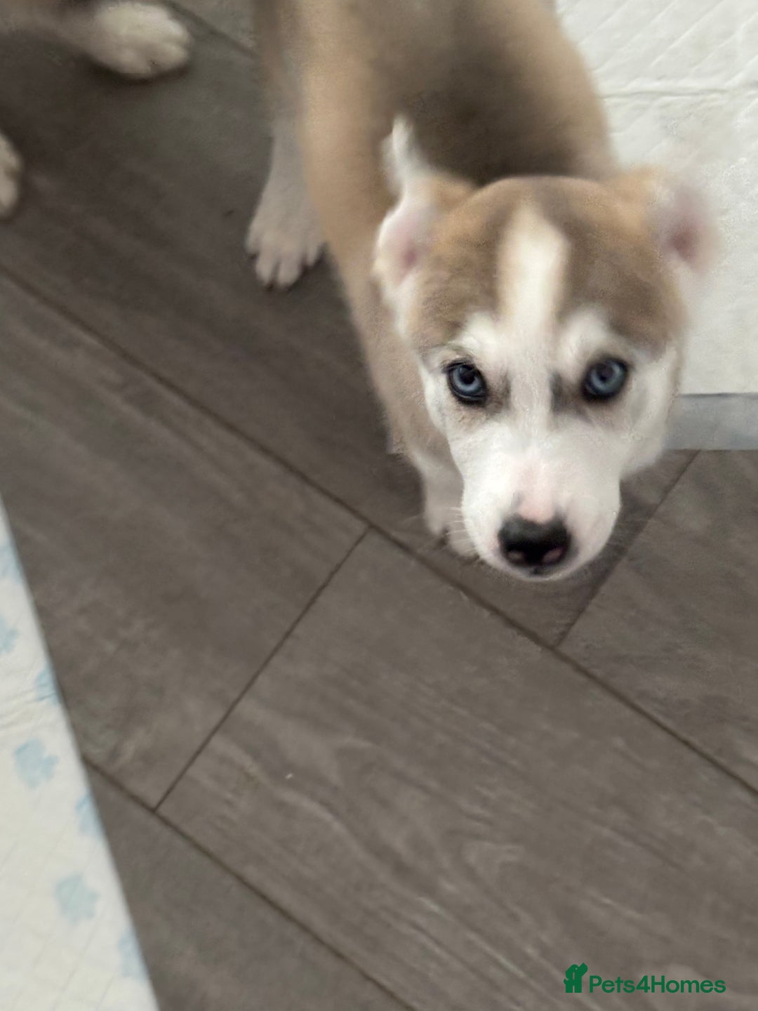 Siberian Husky dogs for sale: Siberian huskies  for sale  - Image 36