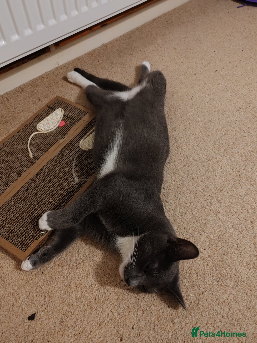 Mixed Breed cats for sale: Grey tuxedo 1 year old female kitten for sale - Advert 6