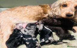 Cockapoo dogs for sale: Cockapoo Babies 🐾🐾🐾 - Image 13