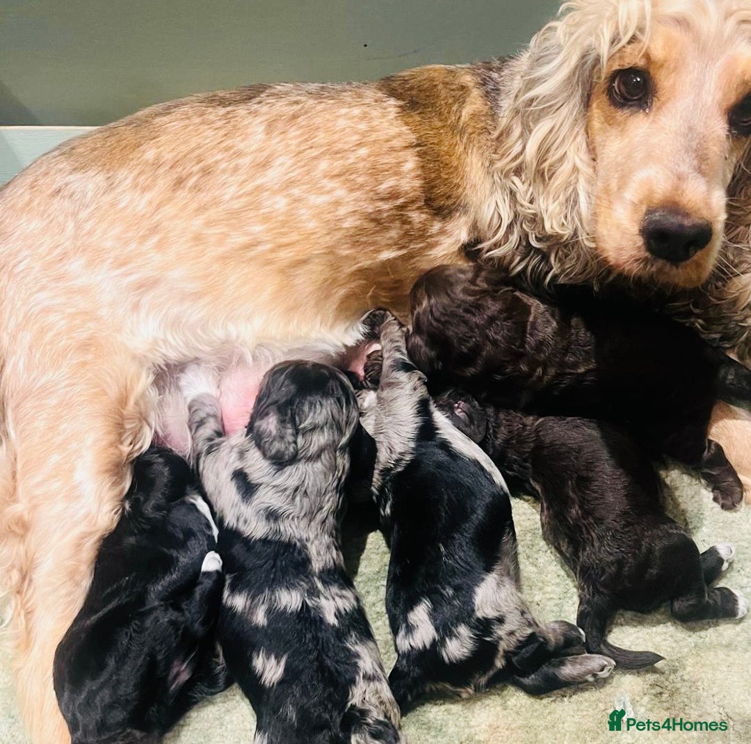 Cockapoo dogs for sale: Cockapoo Babies 🐾🐾🐾 - Image 13