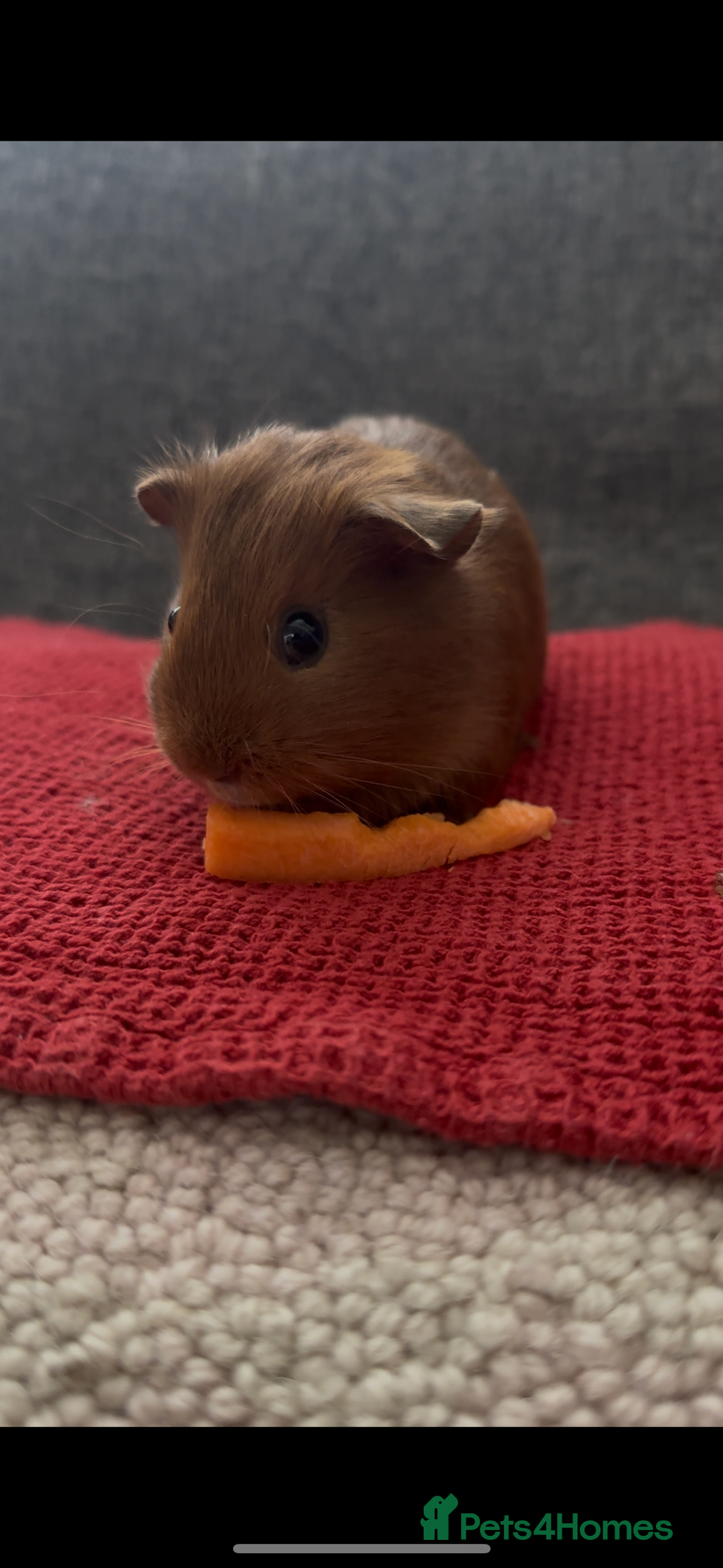 Guinea Pig rodents for sale: Two bonded female guinea pigs  - Advert 2