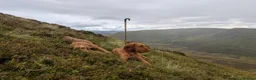 Hungarian Vizsla dogs for sale: Hungarian wirehaired vizsla pups for sale - Advert 3
