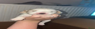 Cockapoo 4