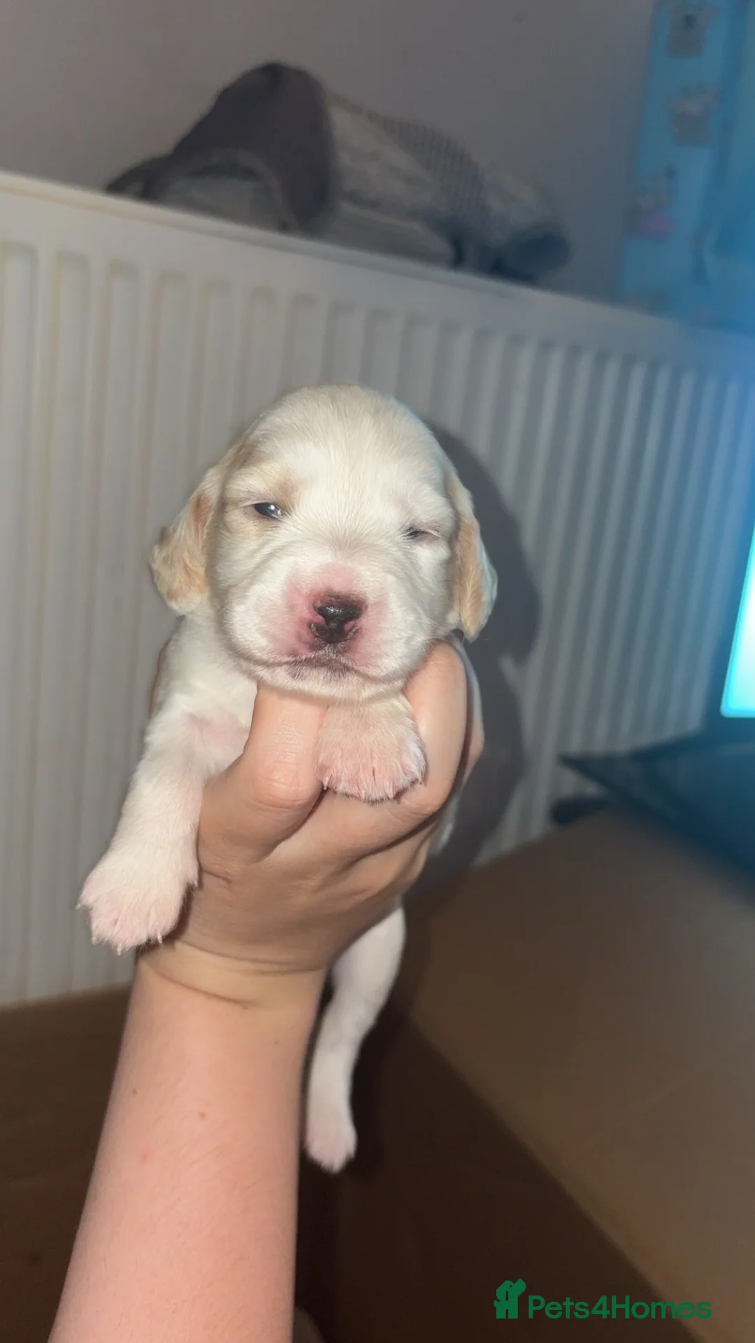 Cockapoo dogs for sale: 4 beautiful cockapoo puppies  - Advert 2