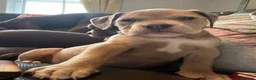 Olde English Bulldogge dogs for sale: Beautiful old English Bulldog Puppies for sale  - Advert 3