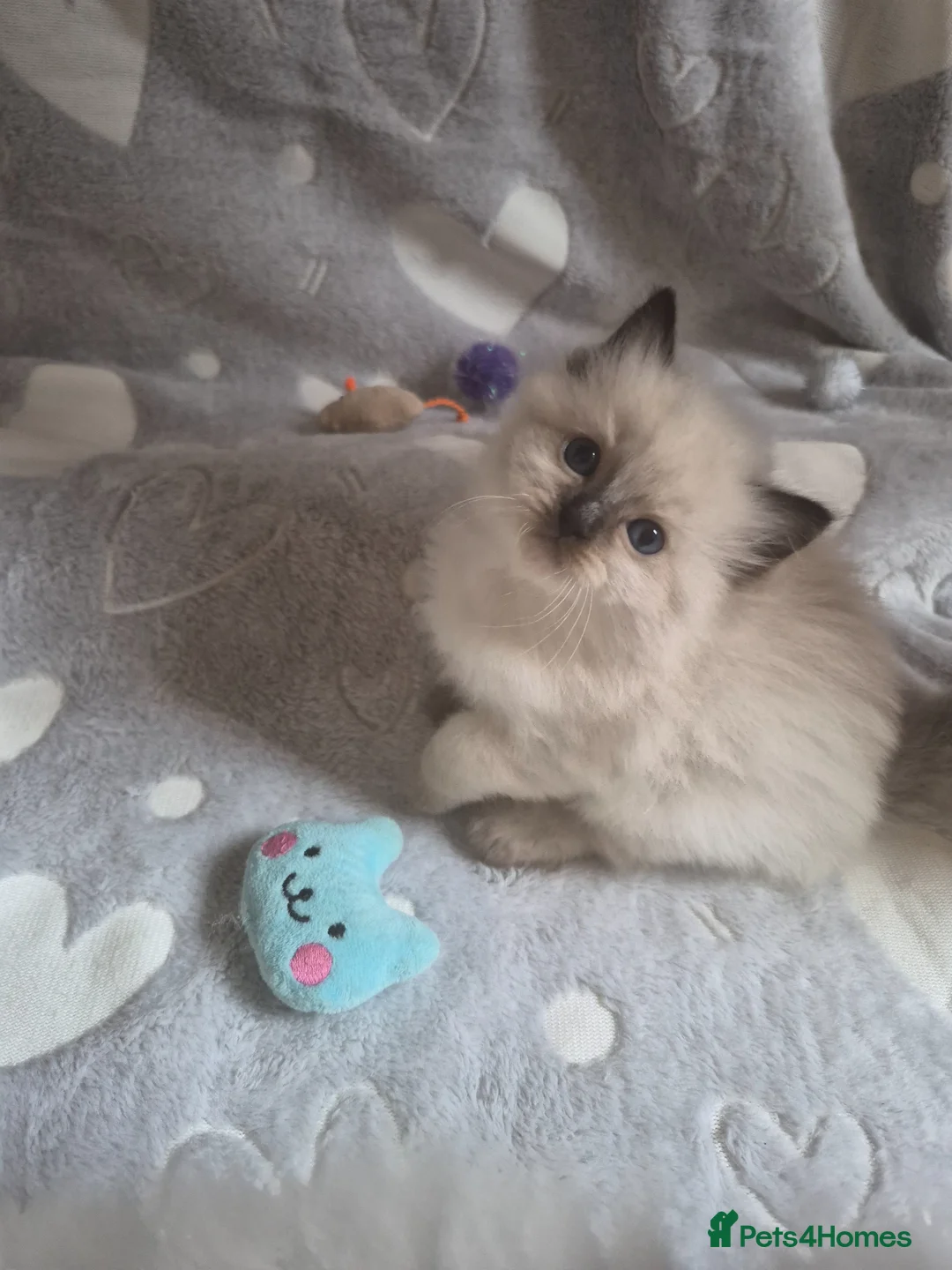 Ragdoll cats for sale: Ragdoll type kittens  in Hull - Advert 15