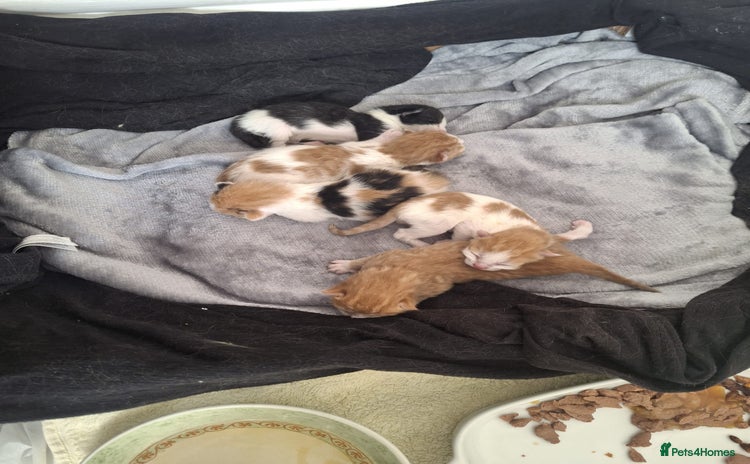 British Shorthair cats 6 month old gorgeous calico female for sale  - Advert 1