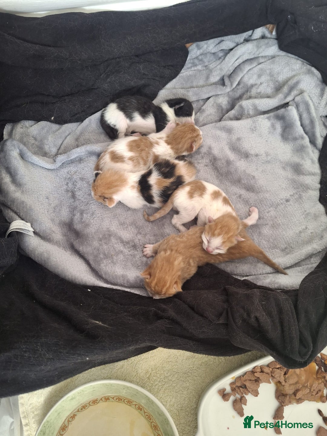 British Shorthair cats for sale: 6 month old gorgeous calico female for sale  - Advert 1