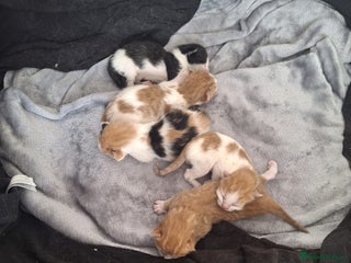 British Shorthair cats 6 month old gorgeous calico female for sale - Advert 1