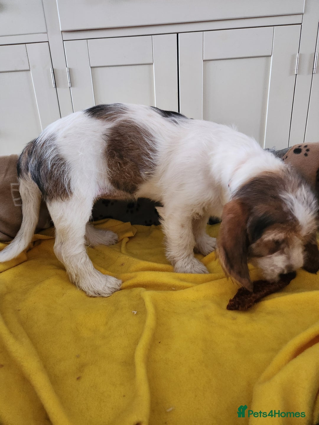 Basset Griffon Vendeen dogs for sale: Kc registered Griffon grand bassets  - Advert 2