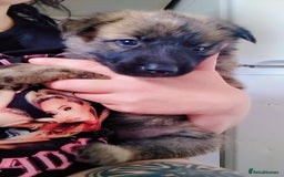 Mixed Breed dogs for sale: Beautiful Shepsky puppies - Image 4