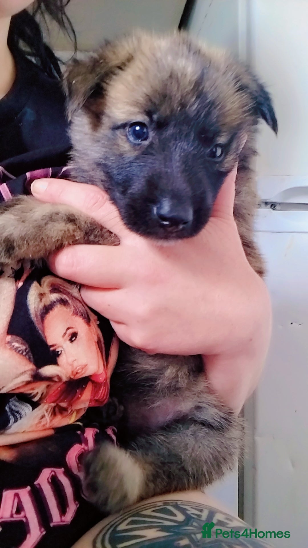 Mixed Breed dogs for sale: Beautiful Shepsky puppies - Image 4