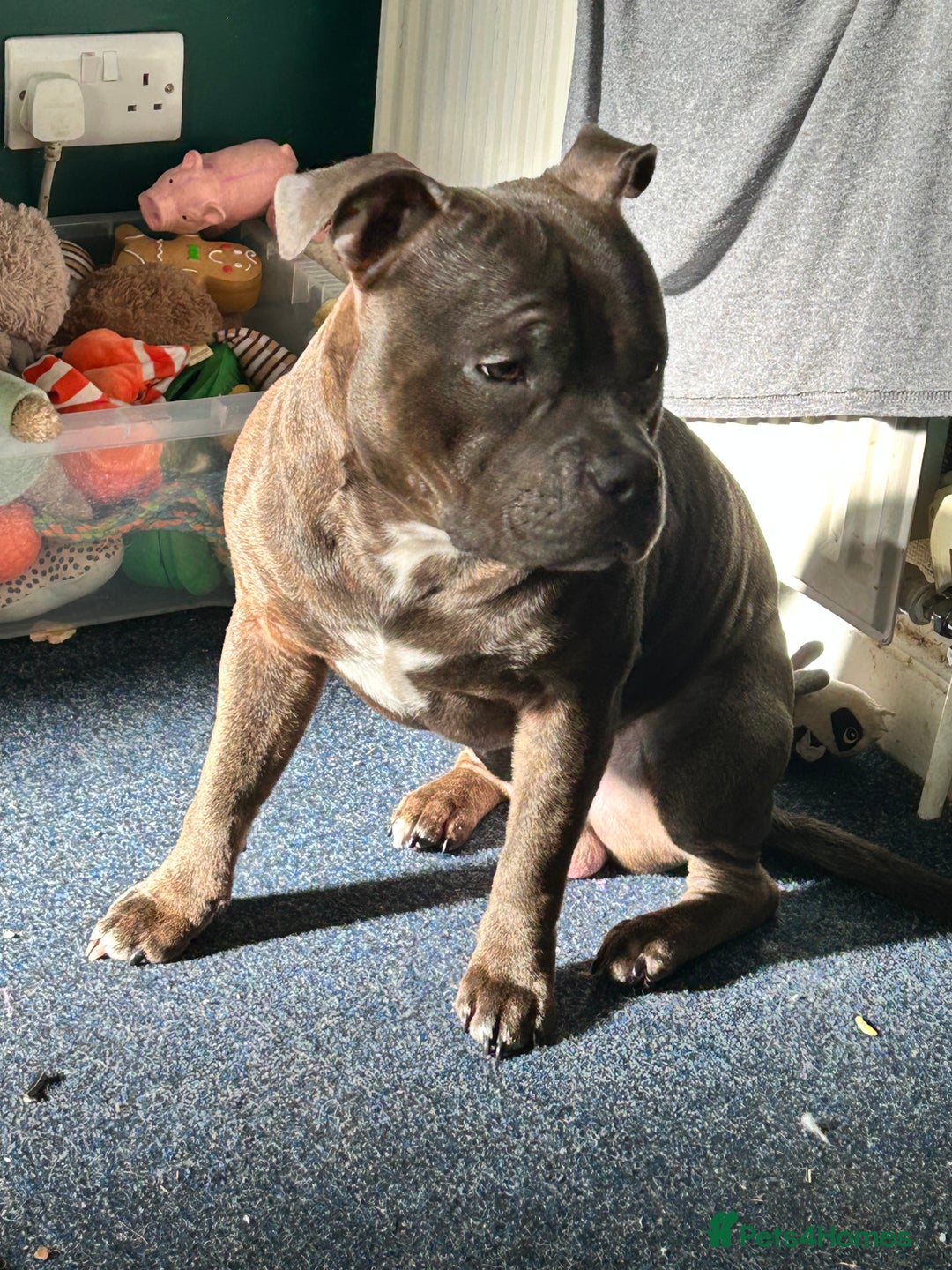 Staffordshire Bull Terrier dogs for stud: Loki | EXCEPTIONAL Blue Staffordshire Bull Terriet - Image 7