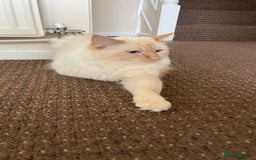 Ragdoll cats for sale: 4xfemales , 1xmale - Advert 19