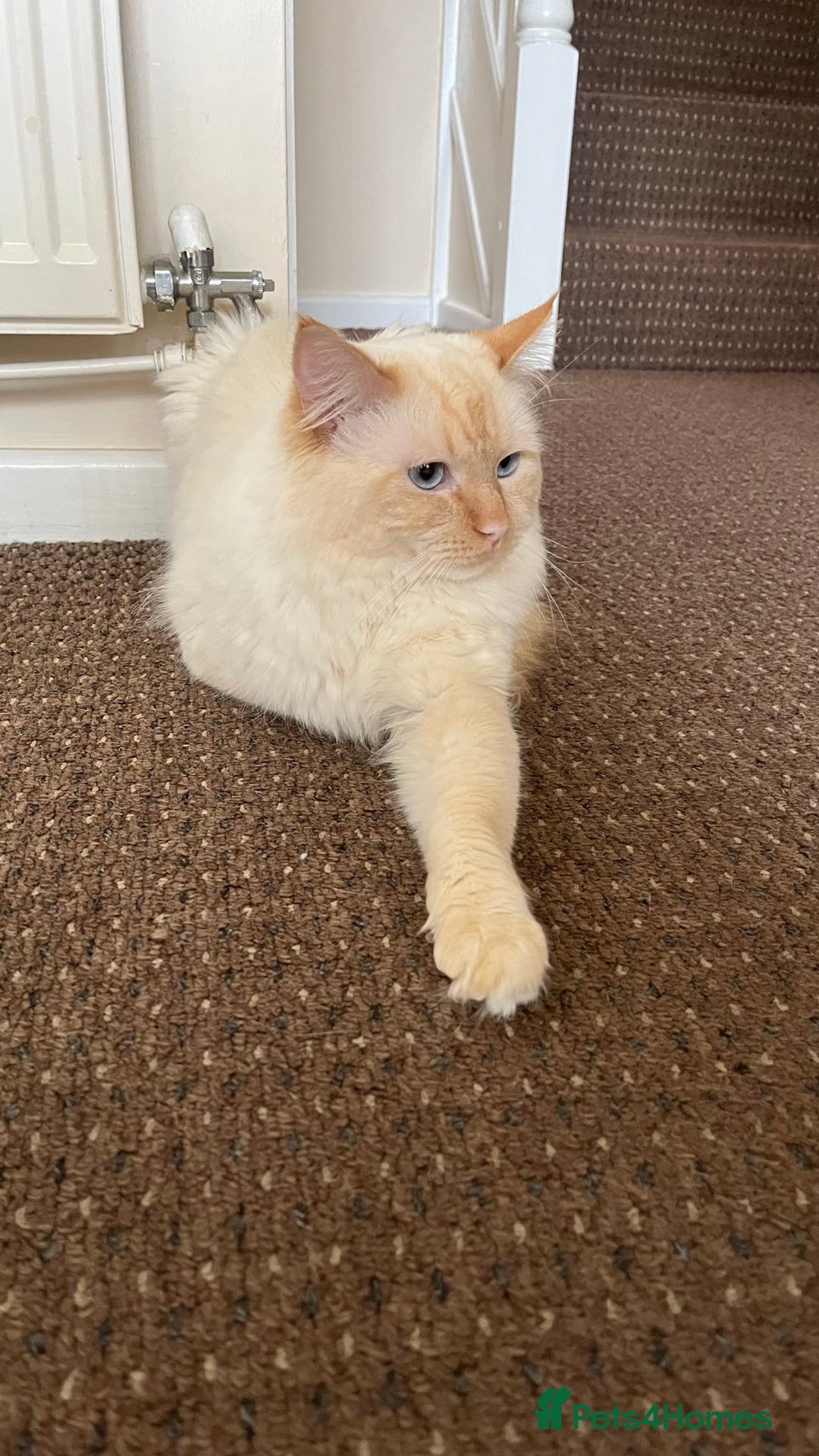 Ragdoll cats for sale: 4xfemales , 1xmale - Advert 19