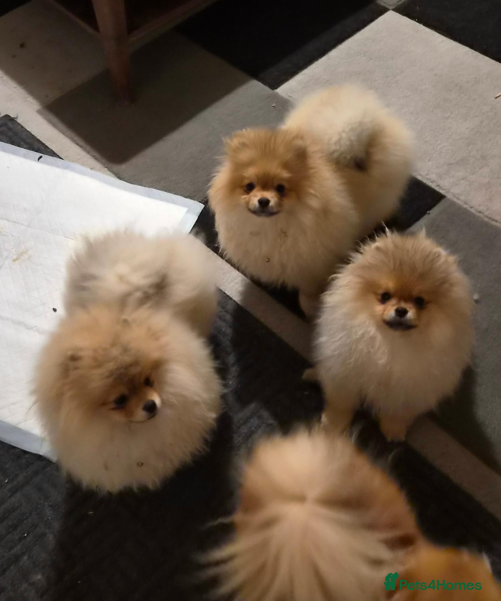 Pomeranian dogs for sale: High quality Show class potential Pomeranians  - Advert 1