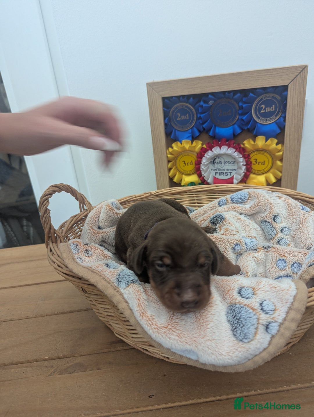 Dobermann dogs for sale: Stunning Dobermann puppies in Nottingham - Image 27