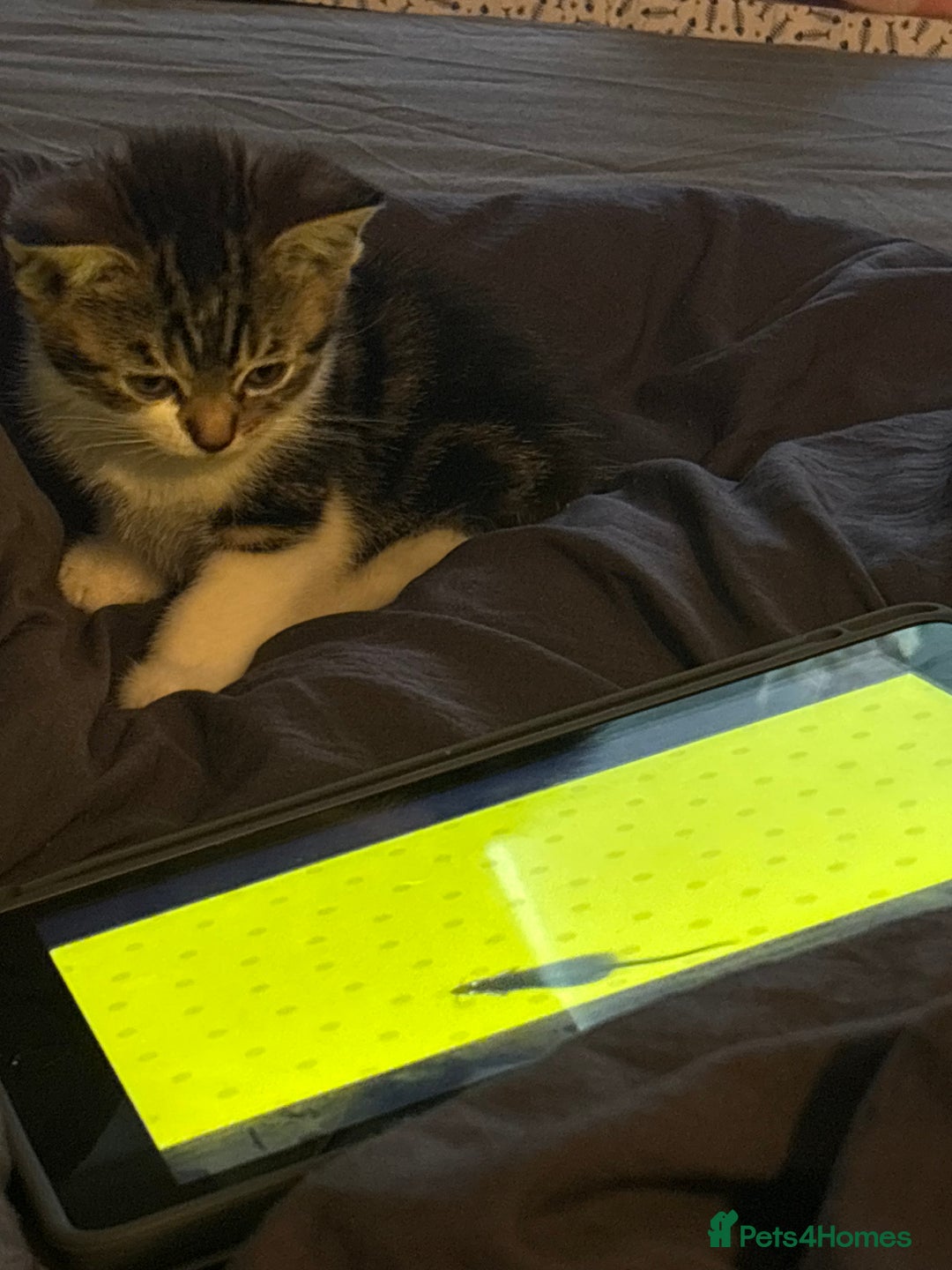 Mixed Breed cats for sale: Beautiful Female Kitten (with all belongings) - Advert 2