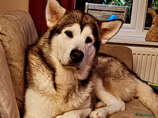 Alaskan Malamute dogs Gorgeous alaskan malamute for stud - Advert 4